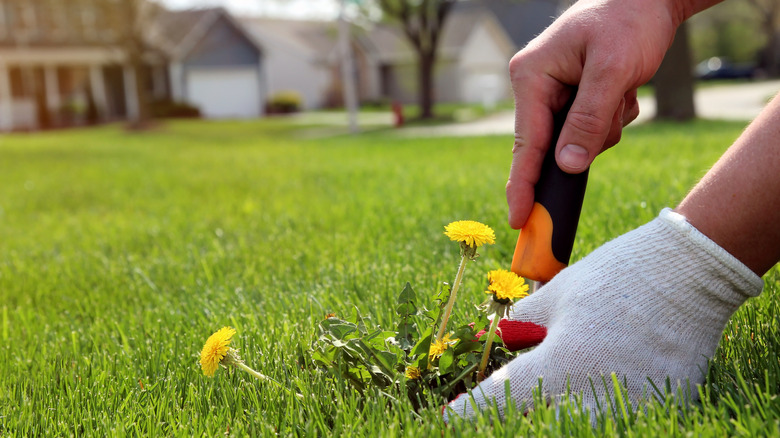 Gloved hand using hand weeder to remove a dandelion from a lush green lawn