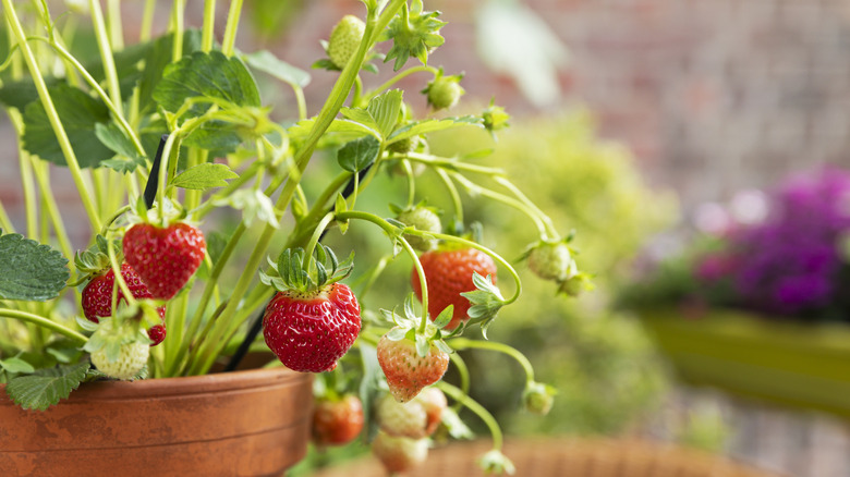A healthy strawberry plant with lots of fruit growing in a terra cotta pot