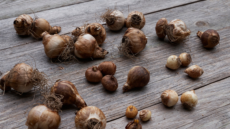 Garden bulbs drying out before storage