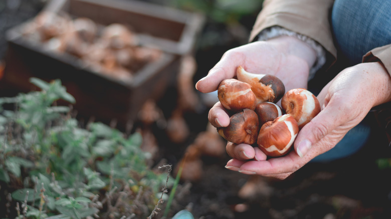 Person holding garden bulbs