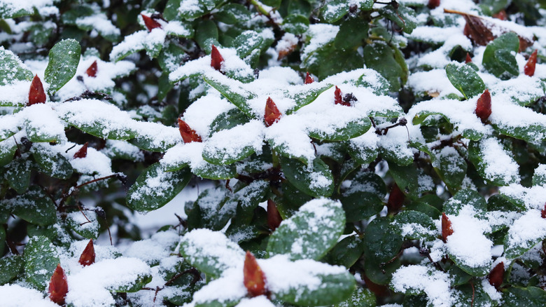 An azalea shrub covered in icy snow during winter.