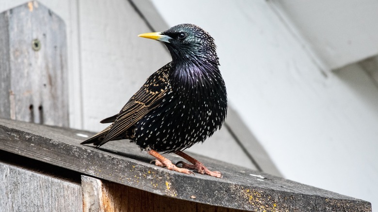 European starling perched on wood 