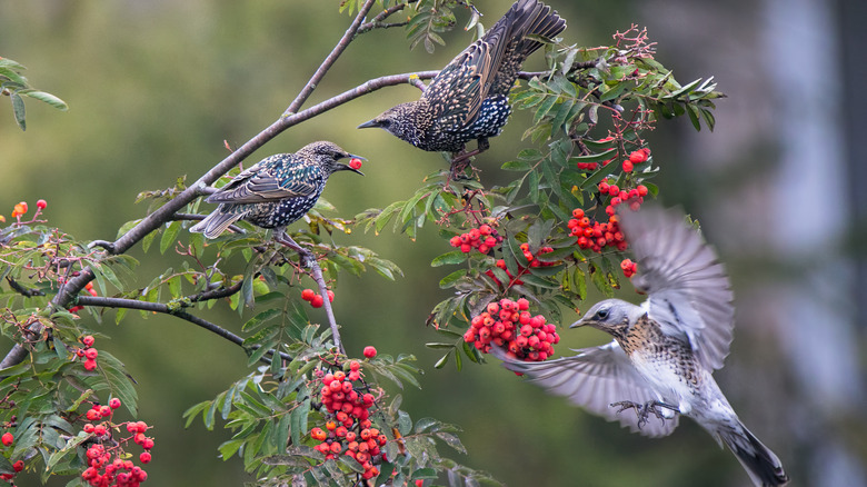 starlings eating berries