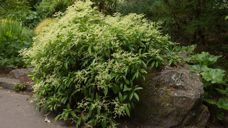 A climbing hydrangea climbs over a rock.