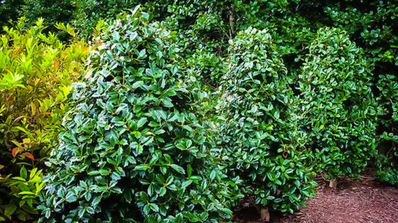 Oakland holly trees planted in a row in a garden.