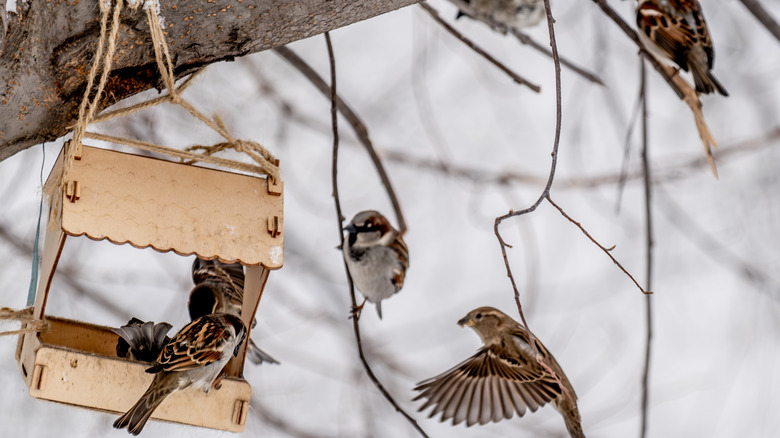 Birds perched on snow-covered branches and in a wooden hanging bird feeder in the winter.