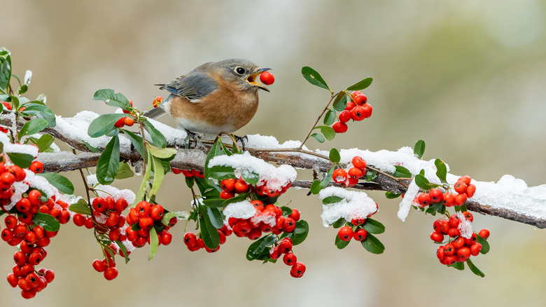 Bird eating holly berries on a snow-covered branch.