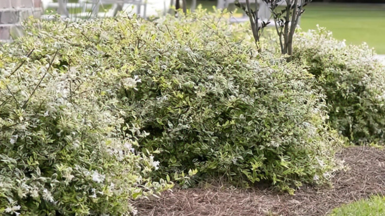 Several Miss Lemon abelia shrubs growing in the front garden of a brick home.