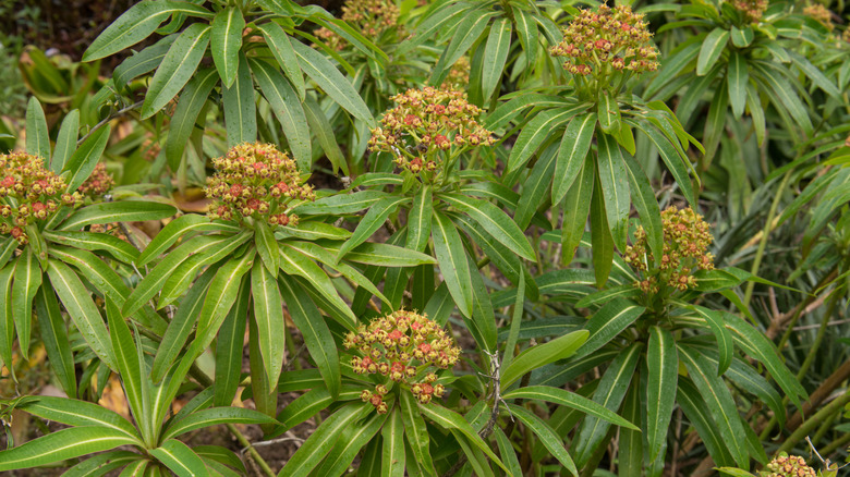 Close up of euphorbia mellifera honey spurge