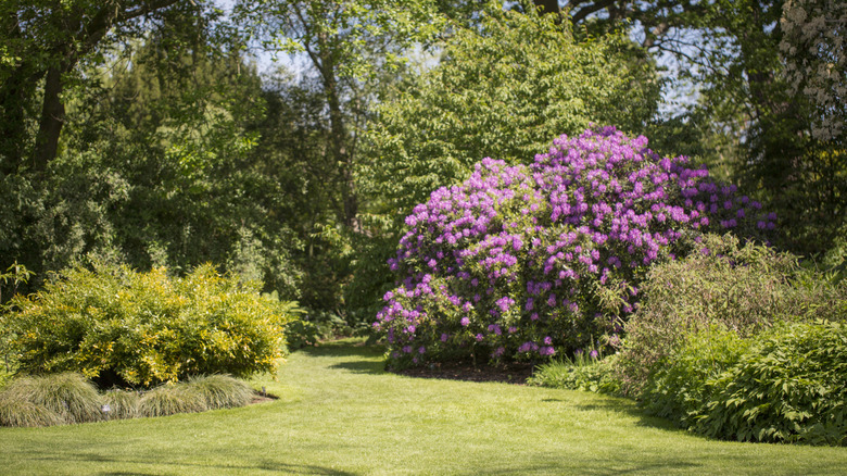 A green garden with blooming shrubs and flowers