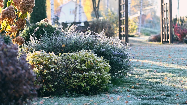 Shrubs in somebody's garden covered in a light layer of frost