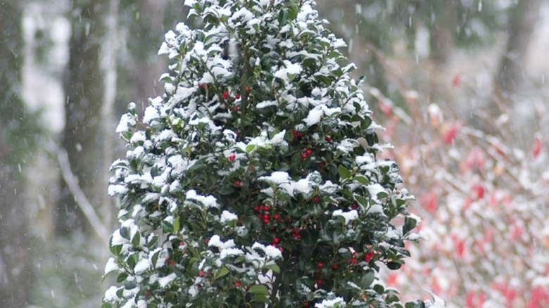 Snow falling on a 'Castle Spire' evergreen shrub