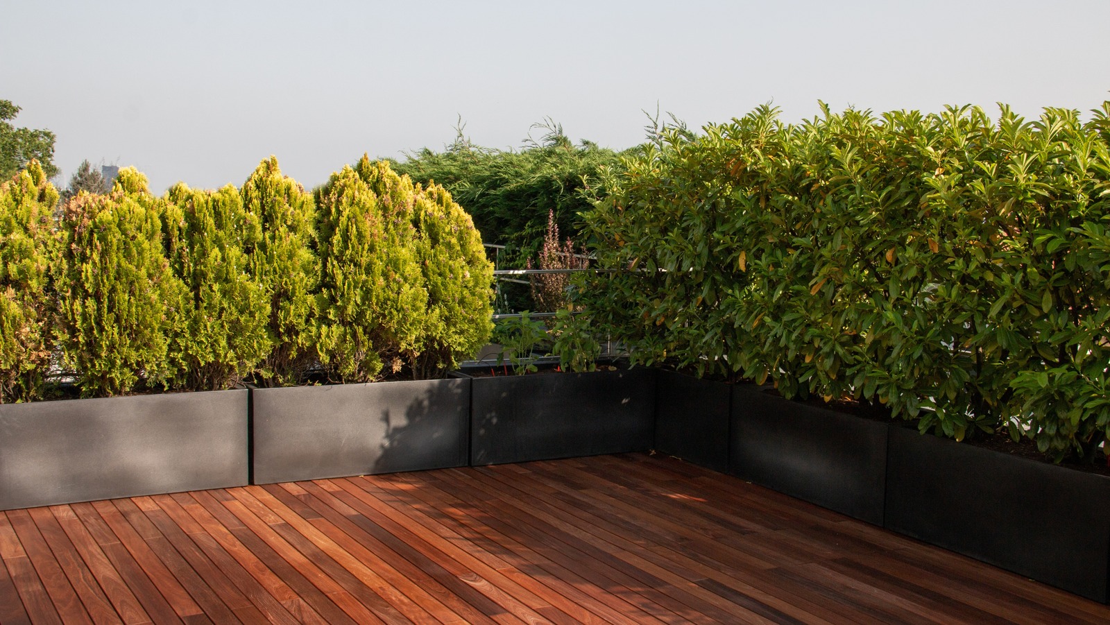 The Evergreen Shrub That s Perfect For Small Space Privacy the-evergreen-shrub-that-s-perfect-for-small-space-privacy
