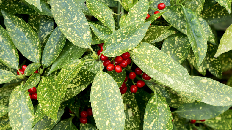 Closeup of a gold dust shrub with red berries