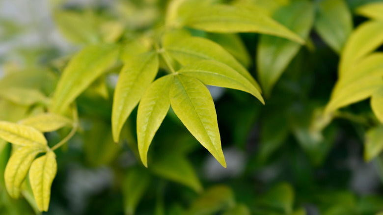 leaves of Heavenly bamboo 'Lemon Lime'