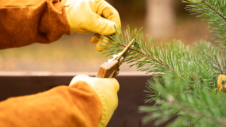 A person with gardening gloves and sheers pruning an evergreen