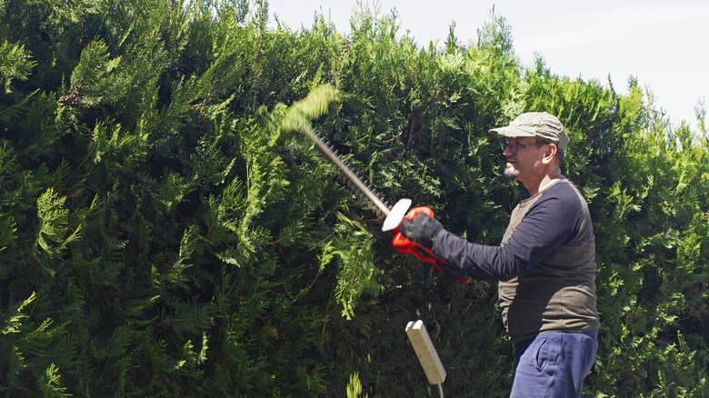 A man using an electric hedge trimmer to prune arborvitae