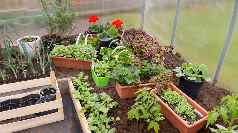 Container garden inside backyard greenhouse