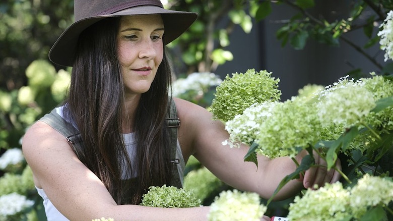 a person in a hat and work clothes cuts hydrangea flowers