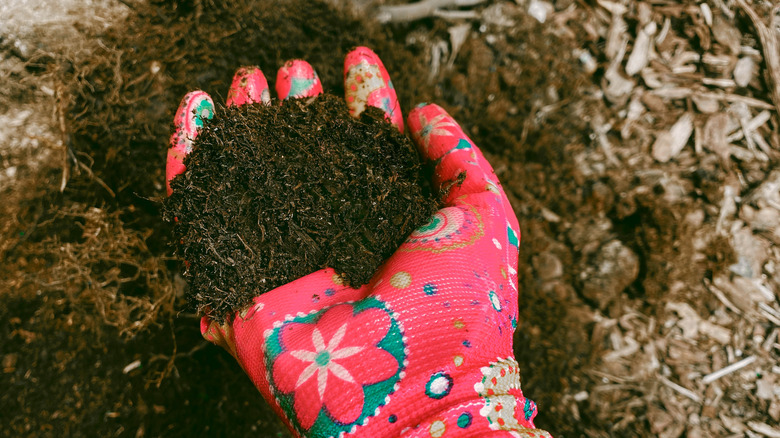 Gloved hand sprinkling compost over soil and mulch