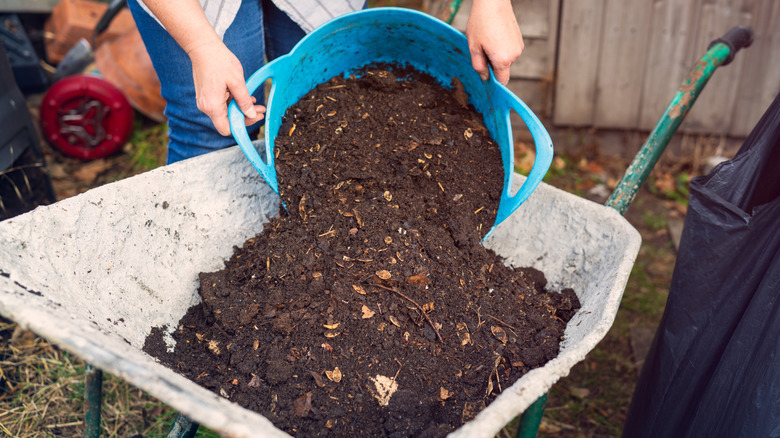 Gardener tipping a bucket of compost into a wheelbarrow