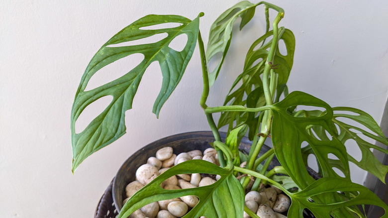 A Monstera obliqua houseplant