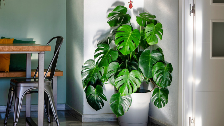 a monstera sitting in the corner of a brighly lit room