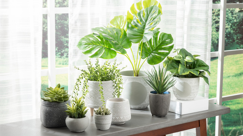 collection of healthy plants in ceramic pots