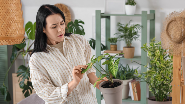 woman studying a houseplant with browning leaves