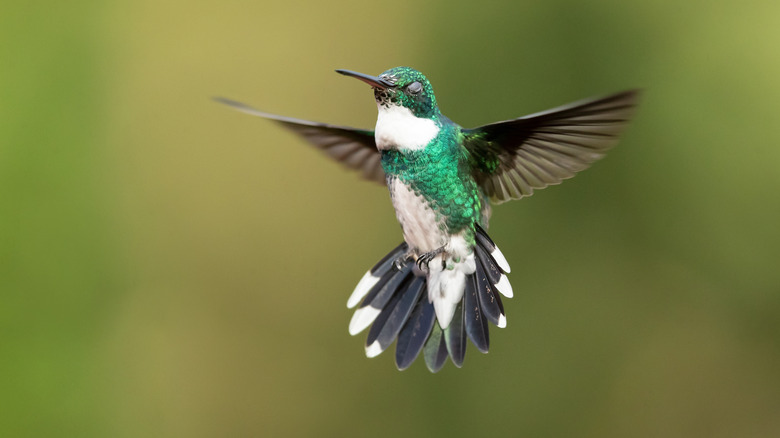 A green and white hummingbird hovers against a green background.