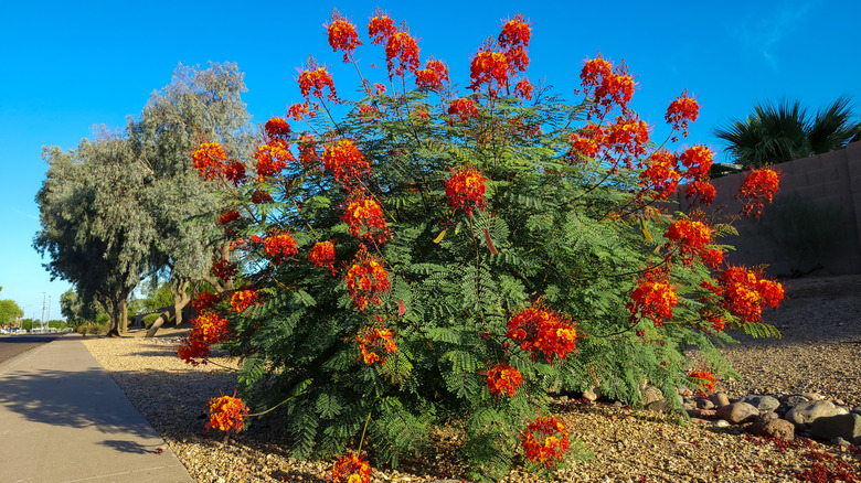 Stems of red bird of paradise bend under the weight of many flowers.