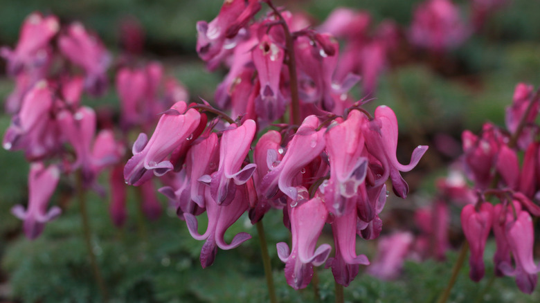 A cluster of Candy Heart blooms