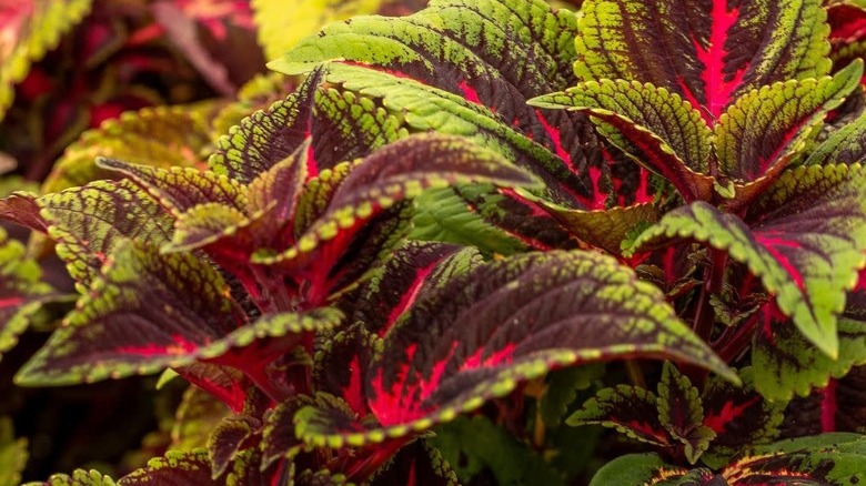 The stunning red, lime green, and hot pink foliage of the Coleus cultivar Torchlight.