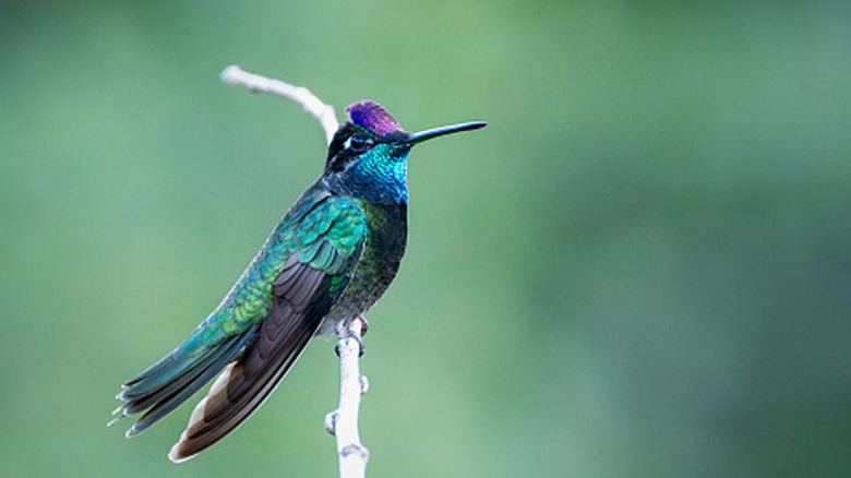 A hummingbird perches on a dead branch in a backyard.