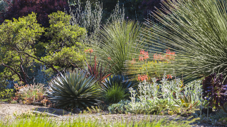 A drought-tolerant garden in an arid climate.