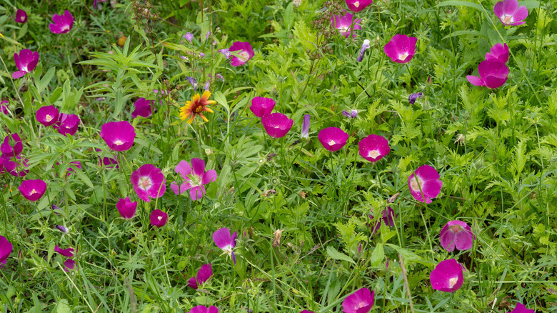 A large summer display of Winecups, Callirhoe involucrata,. The cup shaped vibrant pink poppy mallows are in dense green foliage in a meadow.