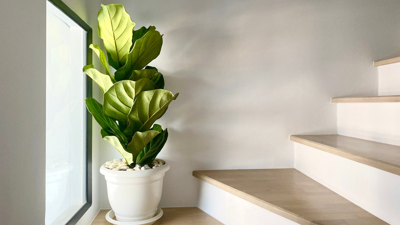 fiddle-leaf fig 