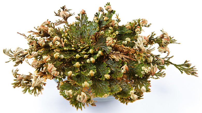 A revived resurrection plants sits in a white dish, its green fern-like fronds spreading out in all directions.