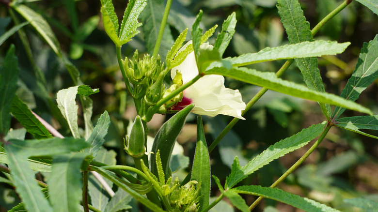 Close up of an okra plant Abelmoschus esculentus with flowers and fruit