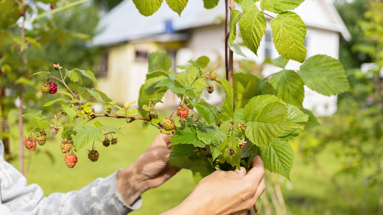 A gardener holds raspberry canes that are ready to harvest.