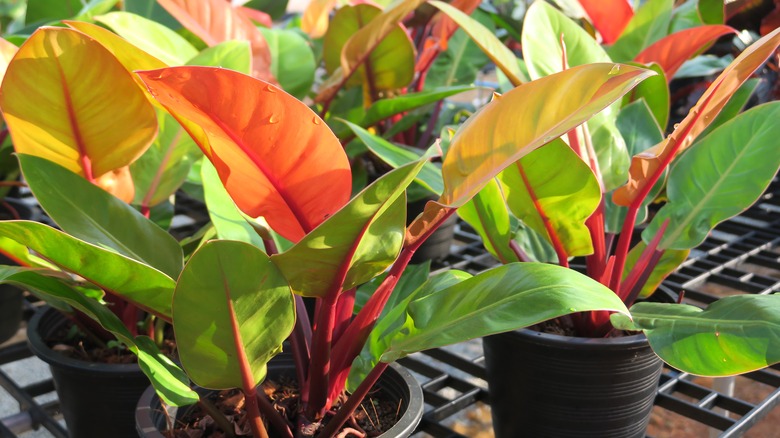 Potted 'Prince of Orange' Philodendron plants in a nursery