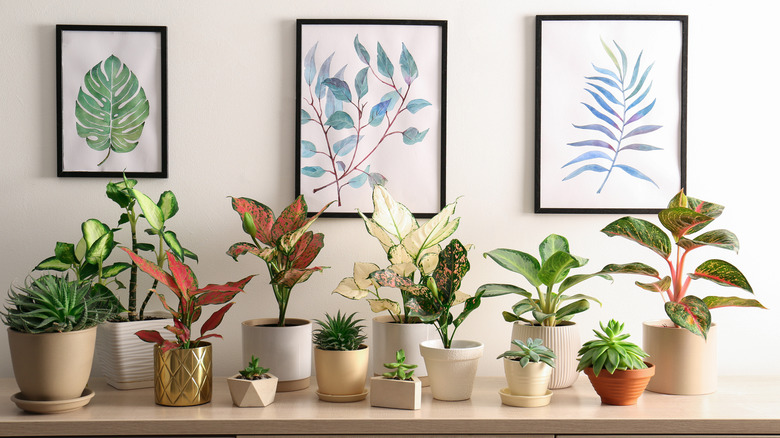 Collection of house plants on a table
