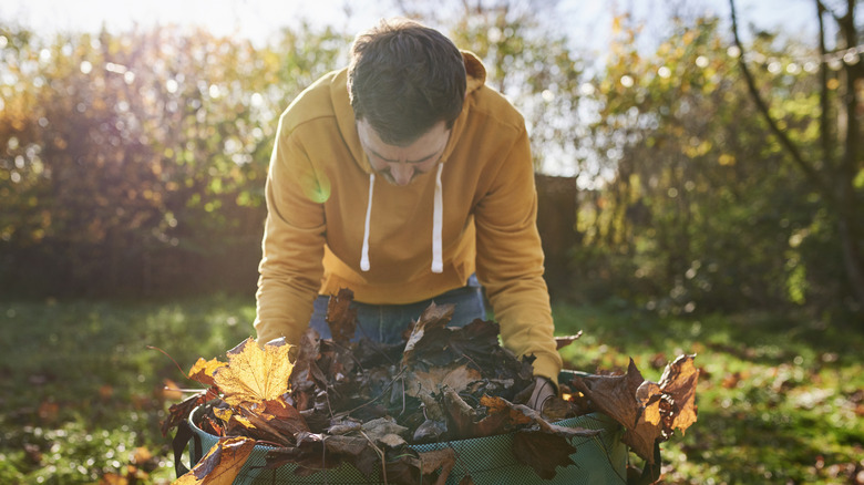 man stuffs raked leaves in a bin