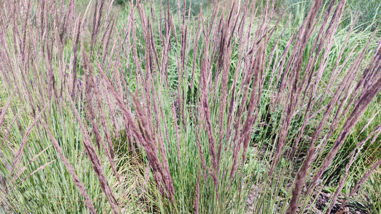 Little bluestem grass in autumn showing the colorful flower racemes