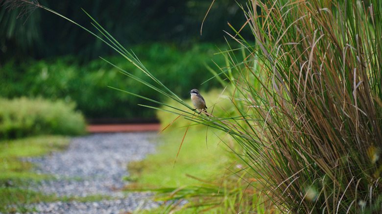 A small sparrow sitting on the narrow leaf of a tall grassy plant