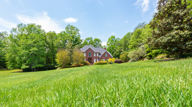 Tall fescue grass grows abundantly in the foreground of a home property as one large house sits in the background tree line.
