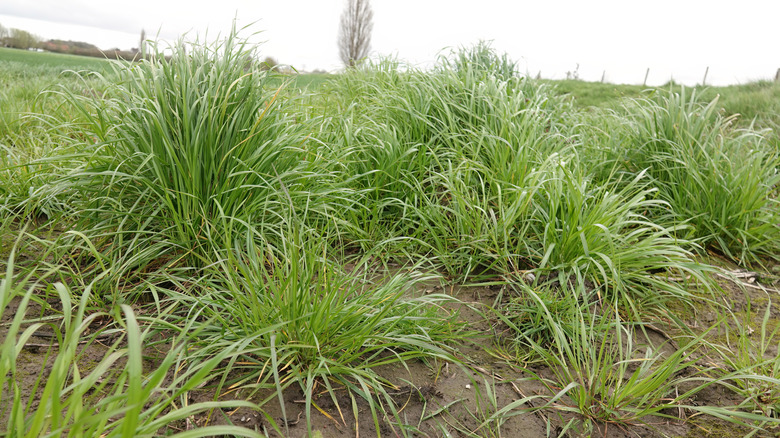 Tall fescue grass grows in clumps on a cloudy day.