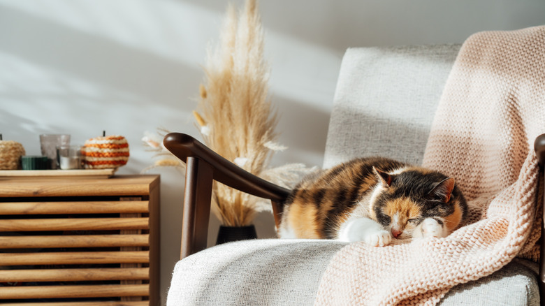 Cat sleeps on chair in room decorated for fall