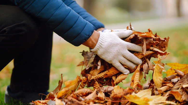 Man in gloves gathering fallen leaves