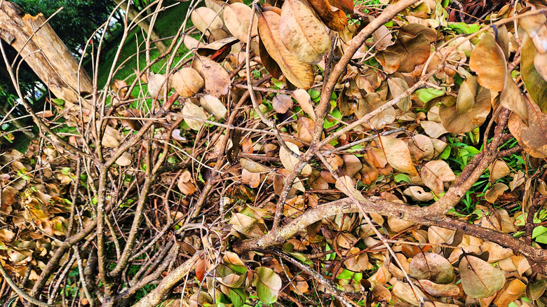 A pile of dry fall leaves